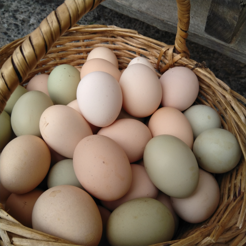 Huevos de Campo 25% OFF Combaday 🚀